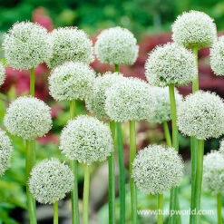 White Giant Allium