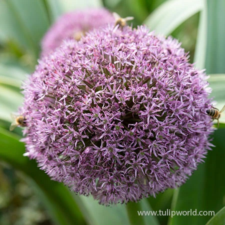 Party Balloons Allium 4 Party Balloons Allium - Image 2