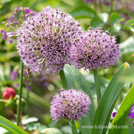 Party Balloons Allium 3 Party Balloons Allium