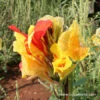 Cleopatra Canna -Garden Supplies Sales Store 3196