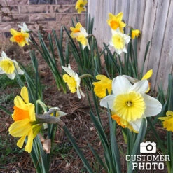 All Spring Blooms Value Collection 22 All Spring Blooms Value Collection -Garden Supplies Sales Store 32004 mixed daffodils 2 1