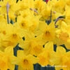 Dutch Master Daffodils 250 Bulbs/package 2 Dutch Master Daffodils 250 Bulbs/package -Garden Supplies Sales Store 32005