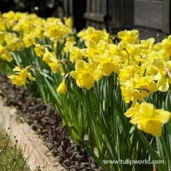 Dutch Master Daffodils 250 Bulbs/package -Garden Supplies Sales Store 32005 daffodil fields 2