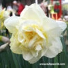 Ice King Daffodil Narcissus 1 Ice King Daffodil Narcissus -Garden Supplies Sales Store 32109 1