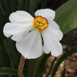 Actaea Recurvus Narcissus -Garden Supplies Sales Store 32116 1