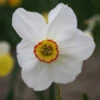 Actaea Recurvus Narcissus -Garden Supplies Sales Store 32116