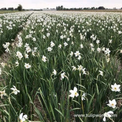 All Spring Blooming Daffodil Collection -Garden Supplies Sales Store 32116 pheasants eye daffodil 1
