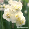 Sir Winston Churchill Narcissus -Garden Supplies Sales Store 32118 1