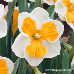 Tricollet Daffodil -Garden Supplies Sales Store 32121 tricollet daffodil 2
