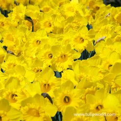 Warm Climate Spring Blooming Garden Collection -Garden Supplies Sales Store 32127 dutch master daffodil 2
