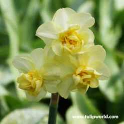 Double Flowering Daffodil Collection -Garden Supplies Sales Store 32137