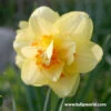 Tahiti Double Narcissi 1 Tahiti Double Narcissi -Garden Supplies Sales Store 32138 2