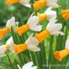 Winter Waltz Daffodil 2 Winter Waltz Daffodil -Garden Supplies Sales Store 32142 winter walz daffodil