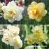 Double Flowering Daffodil Collection 1 Double Flowering Daffodil Collection -Garden Supplies Sales Store 32153