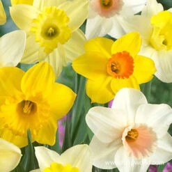 All Spring Blooms Value Collection 21 All Spring Blooms Value Collection -Garden Supplies Sales Store 32165 mixed naturalizing daffodils
