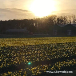 Dutch Master Daffodil Jumbo Bag -Garden Supplies Sales Store 32169 yellow daffodils 1