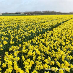 Dutch Master Daffodil Jumbo Bag -Garden Supplies Sales Store 32169 yellow daffodils 2 1