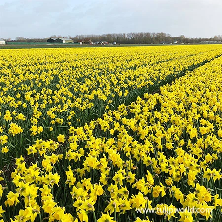 Dynamic Daffodil Collection 7 Dynamic Daffodil Collection - Image 5