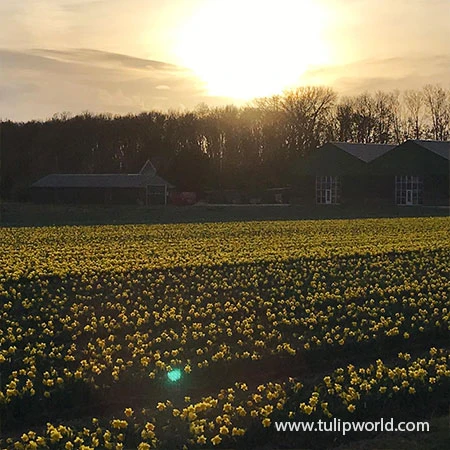 Dynamic Daffodil Collection 6 Dynamic Daffodil Collection - Image 4