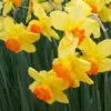 Red Devon Daffodils Jumbo Bag -Garden Supplies Sales Store 32170