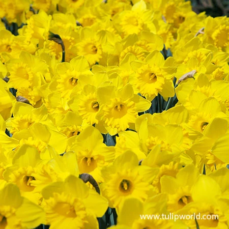 Mixed Naturalizing Daffodils Jumbo Bag 5 Mixed Naturalizing Daffodils Jumbo Bag - Image 3