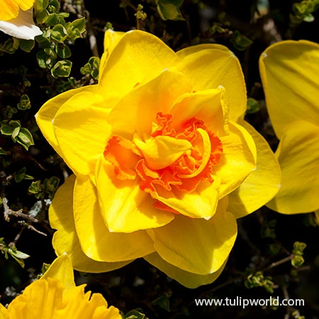 Dynamic Daffodil Collection 13 Dynamic Daffodil Collection - Image 11