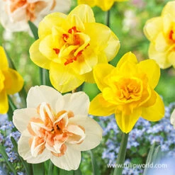Dynamic Daffodil Collection 22 Dynamic Daffodil Collection -Garden Supplies Sales Store 32181 double daffodil mix