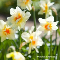 Glowing Tulip & Daffodil Collection -Garden Supplies Sales Store 32181 double daffodil mix 3 2