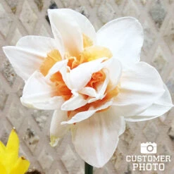 Dynamic Daffodil Collection 25 Dynamic Daffodil Collection -Garden Supplies Sales Store 32181 double daffodil mix 4