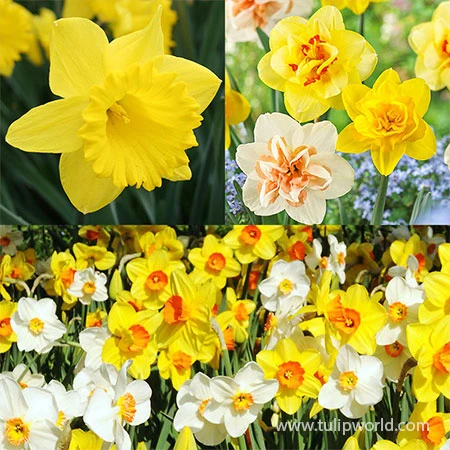 Dynamic Daffodil Collection 3 Dynamic Daffodil Collection
