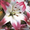 Lollypop Asiatic Lily -Garden Supplies Sales Store 3229 1