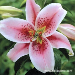 Pretty Pink Lily Collection -Garden Supplies Sales Store 3234 2