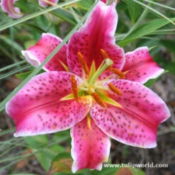 Oriental Lily Collection 13 Oriental Lily Collection -Garden Supplies Sales Store 3235