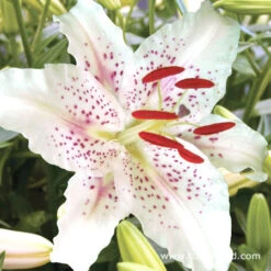 Summer Flowering Lily And Perennial Sampler Pack -Garden Supplies Sales Store 3238 2