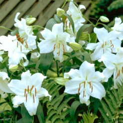 Summer Flowering Lily And Perennial Sampler Pack -Garden Supplies Sales Store 3239E 1