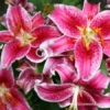 Stargazer Oriental Lily Value Pack 2 Stargazer Oriental Lily Value Pack -Garden Supplies Sales Store 3245