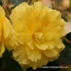 Yellow Hanging Basket Begonias -Garden Supplies Sales Store 3271