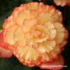 Yellow/Red Sunburst Picotee Begonia