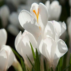 Joan Of Arc Crocus -Garden Supplies Sales Store 33104 1 1