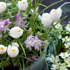 Spring Crocus Collection -Garden Supplies Sales Store 33104 2