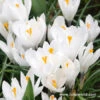 Joan Of Arc Crocus -Garden Supplies Sales Store 33104 3