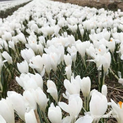 Joan Of Arc Crocus -Garden Supplies Sales Store 33104 jeanne d arc crocus 1