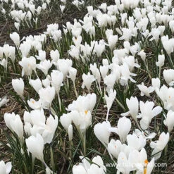 Joan Of Arc Crocus -Garden Supplies Sales Store 33104 jeanne d arc crocus 2 1