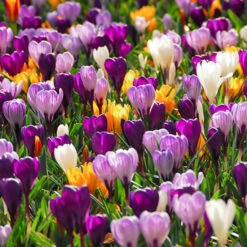 Mixed Giant Crocus -Garden Supplies Sales Store 33105 1