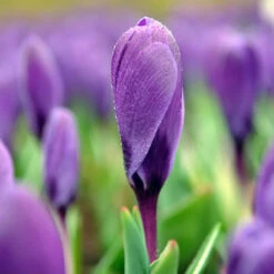 Remembrance Crocus -Garden Supplies Sales Store 33107 1