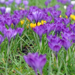 Spring Crocus Collection -Garden Supplies Sales Store 33107 2 1