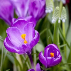 Spring Crocus Collection -Garden Supplies Sales Store 33107 4 1