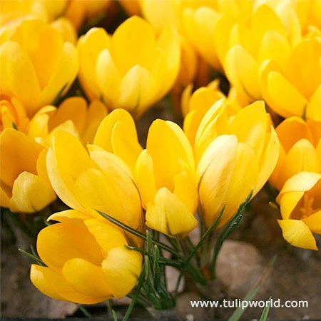 Yellow Mammoth Crocus 3 Yellow Mammoth Crocus
