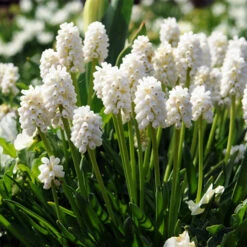 White Grape Hyacinth -Album Muscari -Garden Supplies Sales Store 33114 2