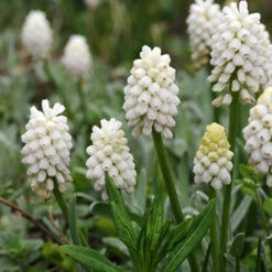 White Grape Hyacinth -Album Muscari -Garden Supplies Sales Store 33114 3
